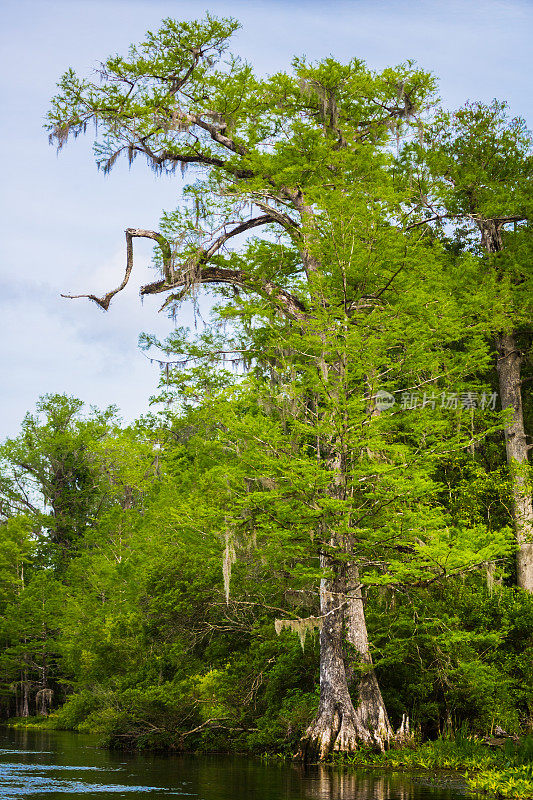 Wakulla Springs的秃柏树